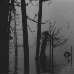 swamp